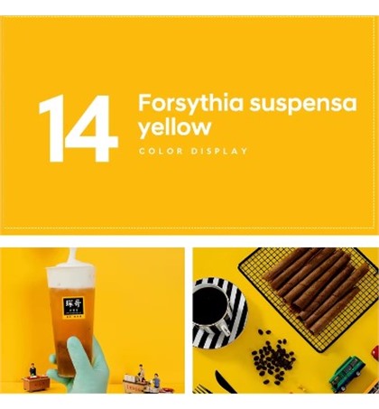 Seamless Paper Backdrop Roll 2.7X10m #14 Forythia Yellow